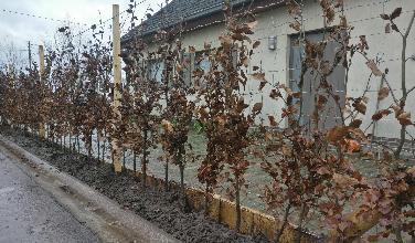 Kit : Treillage en ch&acirc;taignier